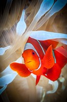 Clownfish Defends his White Anemone Framed Print