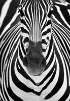 Zebra Fine Art Print