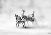 Zebras Fine Art Print