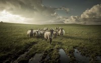 Sheep Fine Art Print