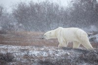 Let it Snow! Fine Art Print