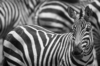 Stripes Fine Art Print