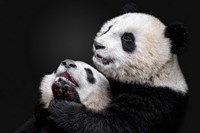 Pandas Fine Art Print