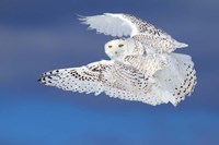 Flight of the Snowy Owl Fine Art Print