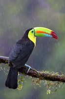 Keel-billed Toucan - Costa Rica Fine Art Print