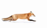 Red Fox on the Run - Algonquin Park Fine Art Print