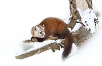 Pine Marten - Algonquin Park Fine Art Print