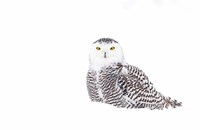 Snowy Owl in Winter Snow Fine Art Print