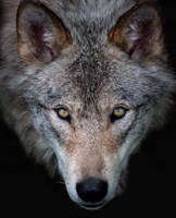 Timber Wolf Fine Art Print