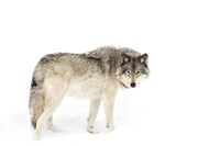 Timber Wolf Walking through the Snow Fine Art Print