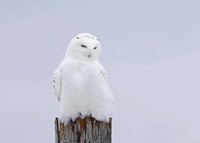 Snowy Owl - The Ghost Fine Art Print