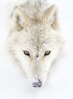 Arctic Wolf Closeup Fine Art Print