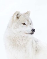 Portrait of an Arctic Wolf Fine Art Print