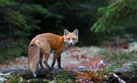 Red Fox in Algonquin Park Framed Print
