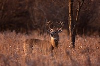 Basking in the Light - White-tailed Buck Fine Art Print