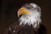 Caged - Bald Eagle Fine Art Print