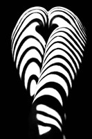 Zebra Ass 2 Fine Art Print