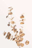 Eucalyptus Gold No 4 Fine Art Print