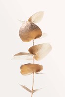 Eucalyptus Gold No 6 Fine Art Print