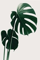 Monstera Natural 16 Fine Art Print