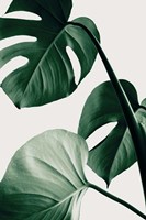 Monstera Natural 42 Fine Art Print