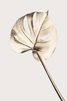 Monstera Gold 5 Fine Art Print