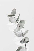 Eucalyptus Creative 5 Fine Art Print