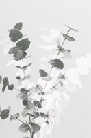 Eucalyptus Creative 8 Fine Art Print