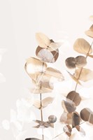 Eucalyptus Creative Gold 1 Fine Art Print