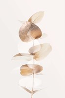 Eucalyptus Creative Gold 4 Fine Art Print