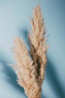 Pampas Grass Blue Fine Art Print