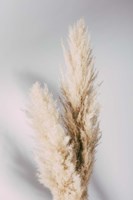 Pampas Grass Grey Fine Art Print