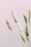 Bunny Grass Pink 2 Fine Art Print
