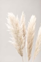 Pampas Grass Grey 2 Fine Art Print