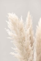 Pampas Grass Grey 3 Fine Art Print