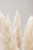 Pampas Grass Grey 4 Fine Art Print