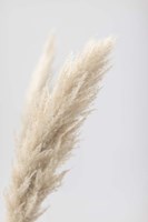 Pampas Grass Grey 7 Fine Art Print