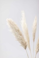 Pampas Grass Grey 8 Fine Art Print