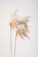 Reed Grass Grey 2 Fine Art Print