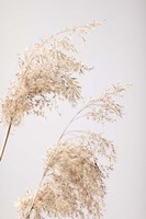 Reed Grass Grey 6 Fine Art Print