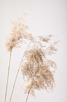 Reed Grass Grey 7 Fine Art Print