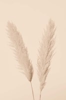 Pampas Grass Beige 1 Fine Art Print
