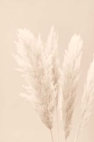 Pampas Grass Beige 2 Fine Art Print