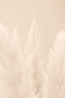 Pampas Grass Beige 4 Fine Art Print
