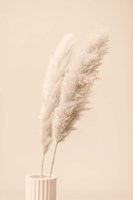 Pampas Grass Begie 13 Fine Art Print