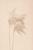 Reed Grass Beige 2 Fine Art Print