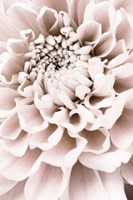 Chrysanthemum No 1 Fine Art Print