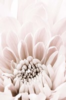 Chrysanthemum No 6 Fine Art Print