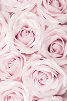 Pink Roses No 2 Fine Art Print
