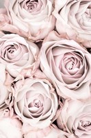 Pink Roses No 1 Fine Art Print